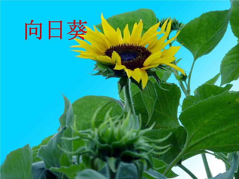 小学语文 人教 （部编）二年级上册 3植物妈妈有办法 课件第2页