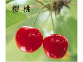 小学语文 人教 （部编）二年级上册 3植物妈妈有办法 课件