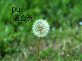 小学语文 人教 （部编）二年级上册 3植物妈妈有办法 课件