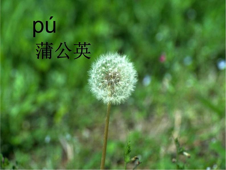 小学语文 人教 （部编）二年级上册 3植物妈妈有办法 课件第4页