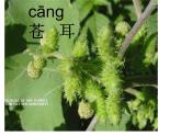 小学语文 人教 （部编）二年级上册 3植物妈妈有办法 课件