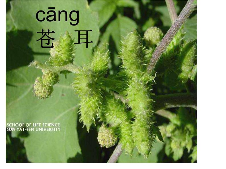 小学语文 人教 （部编）二年级上册 3植物妈妈有办法 课件第5页