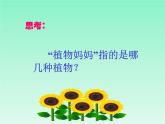 小学语文 人教课标版（部编）二年级上册 3植物妈妈有办法 课件