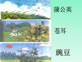 小学语文 人教课标版（部编）二年级上册 3植物妈妈有办法 课件