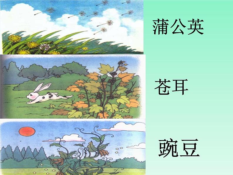 小学语文 人教课标版（部编）二年级上册 3植物妈妈有办法 课件第5页