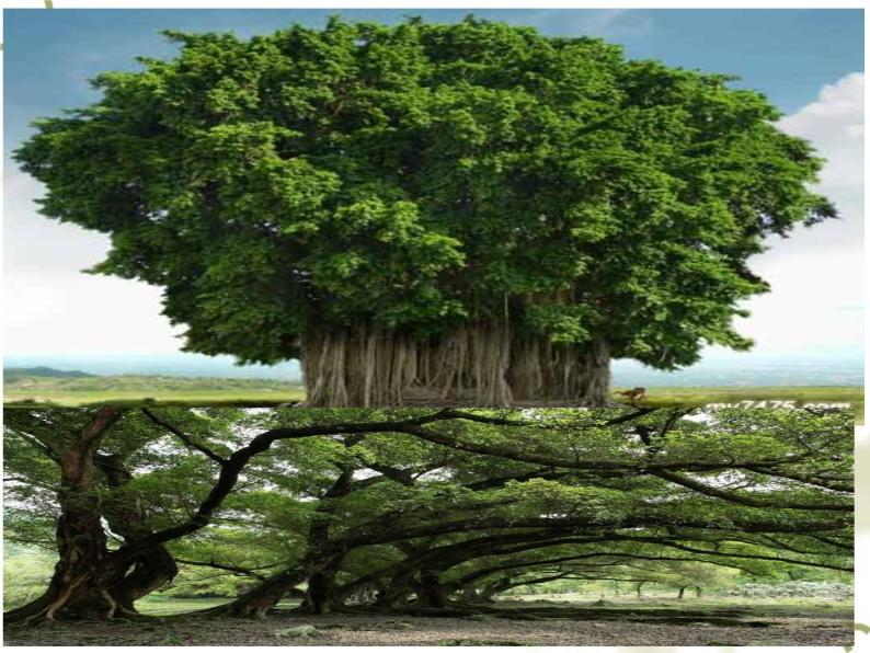 小学语文人教部编版二年级上册2 树之歌背景图课件ppt-教习网|课件