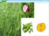 小学语文人教 （部编）二年级上册 植物妈妈有办法 课件
