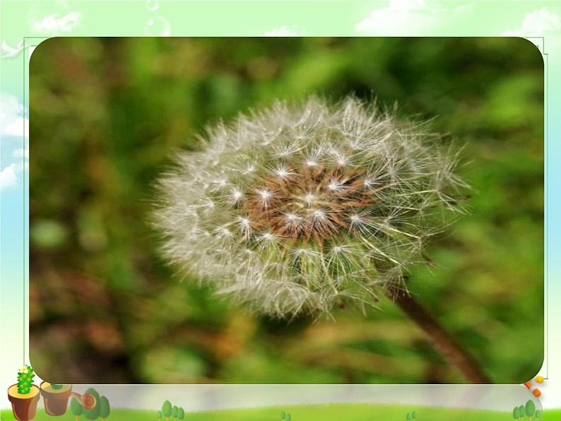 小学语文 人教2011课标版（部编） 二年级上册 植物妈妈有办法课件 课件07