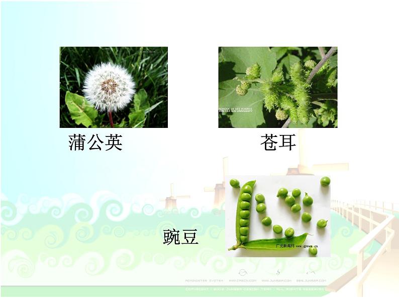 小学语文 人教2011课标版（部编） 二年级上册 《植物妈妈有办法》教学课件 课件02