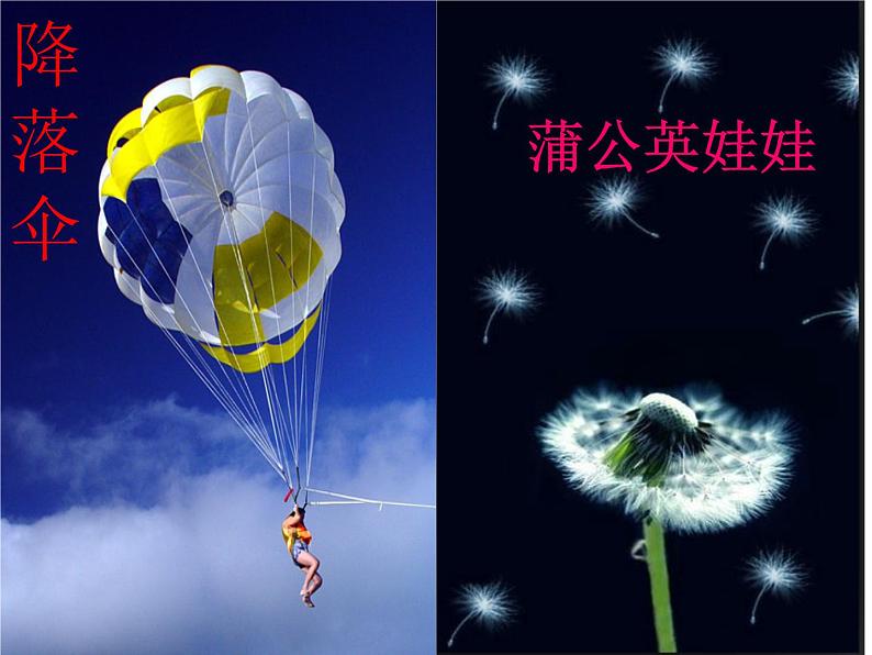 小学语文 人教2011课标版（部编） 二年级上册 《植物妈妈有办法》教学课件 课件06