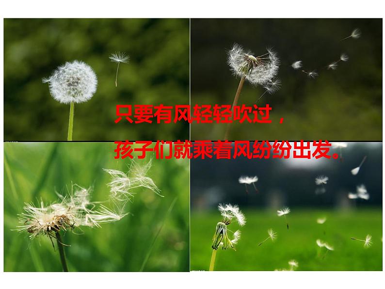 小学语文 人教2011课标版（部编） 二年级上册 《植物妈妈有办法》教学课件 课件07