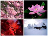 语文一年级上册4 四季多媒体教学ppt课件