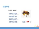 三年级下册 课件 14.蜜蜂  小学语文人教部编版（五四制）（2022年）