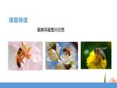 三年级下册 课件 14.蜜蜂  小学语文人教部编版（五四制）（2022年）