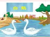 部编版小学语文四下 15白鹅 课件
