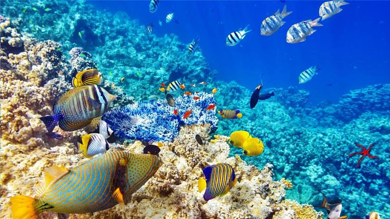 部编版三年级下册语文《海底世界》　课件01