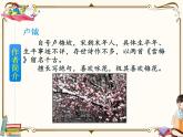 人教部编版四年级上册第三单元——9 古诗三首课件+教案+反思+生字+生字+朗读】