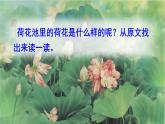 三年级语文下册微课课件-3 荷花-部编版