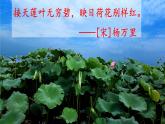 三年级语文下册课件-3 荷花11-部编版（共13张PPT）