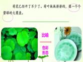 三年级语文下册课件-3 荷花11-部编版（共13张PPT）