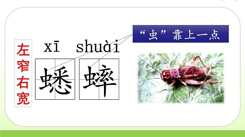 人教版语文六年级下册(部编版)16.表里的生物教学课件08