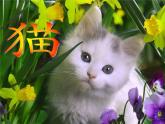 部编版小学语文四下 13猫 课件