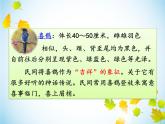 人教部编二年级语文下册   第四单元   9 枫树上的喜鹊 课件1
