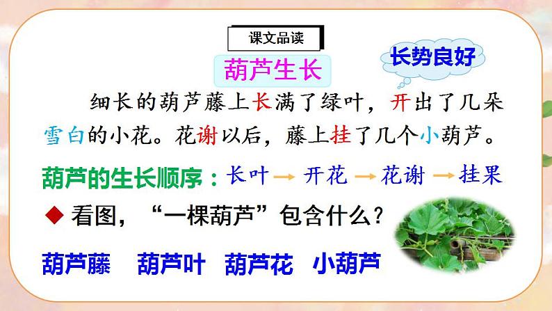 14《我要的是葫芦》课件PPT+生字课件+教案+音视频素材08