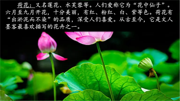 小学语文人教部编版一年级下册13 荷叶圆圆教学课件ppt 教习网 课件下载