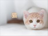 部编版小学语文四下 13猫 课件