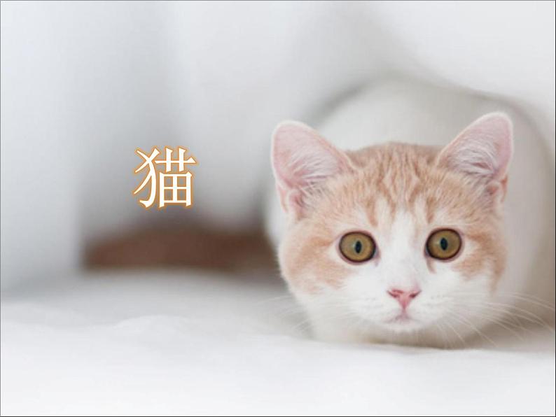 部编版小学语文四下 13猫 课件01