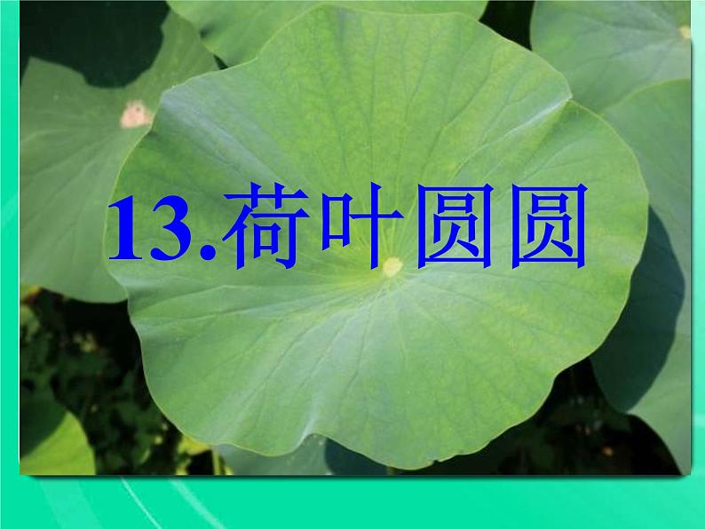 13.荷叶圆圆(六单元）课件PPT第3页