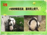 部编版《习作：国宝大熊猫 》课件PPT