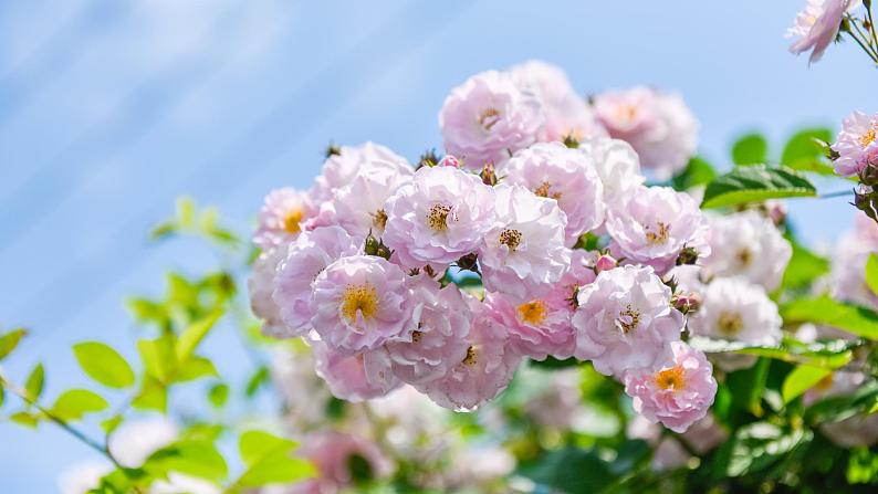 六年级上册《古诗三首》第二课时课件PPT+教案+练习（含音视频素材）06