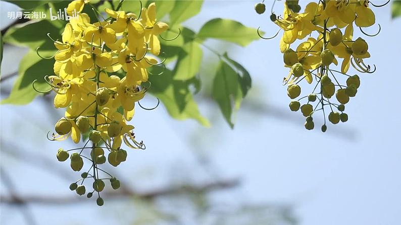 六年级上册《古诗三首》第二课时课件PPT+教案+练习（含音视频素材）08