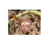 蚂蚁和西瓜--小身材大智慧课件PPT