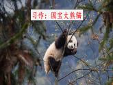 部编版三年级下册《习作七：国宝大熊猫》　课件