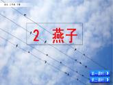 2  燕子精品课件