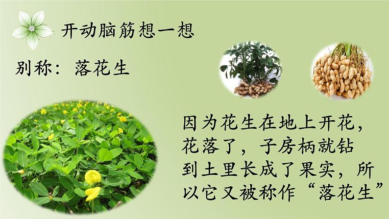 落花生PPT第4页