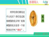部编版四年级下册语文5 琥珀课件PPT