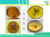 部编版四年级下册语文5 琥珀课件PPT