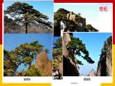 9.《黄山奇石》第一课时 课件+教案+同步练习