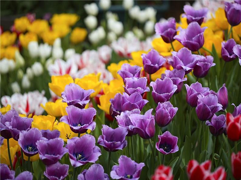 9.夜色 课件(共31张PPT)第8页