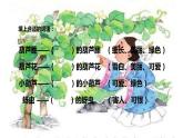 14.我要的是葫芦 （课件）（14张）
