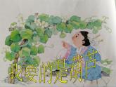 14.我要的是葫芦  课件（15张）