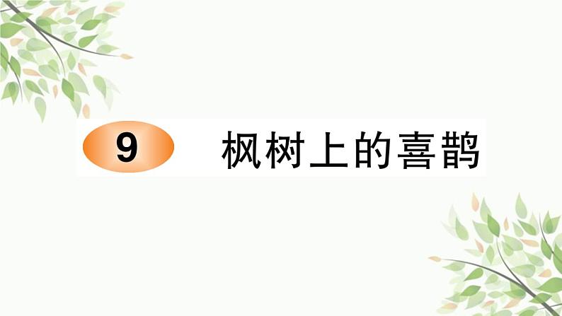 9 枫树上的喜鹊   习题课件（13张）01