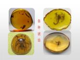 人教部编版四年级下册第二单元琥珀第一课时课件