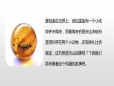人教部编版四年级下册第二单元琥珀第一课时课件
