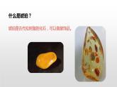 人教部编版四年级下册第二单元琥珀第二课时课件