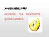 人教部编版四年级下册第二单元琥珀第二课时课件